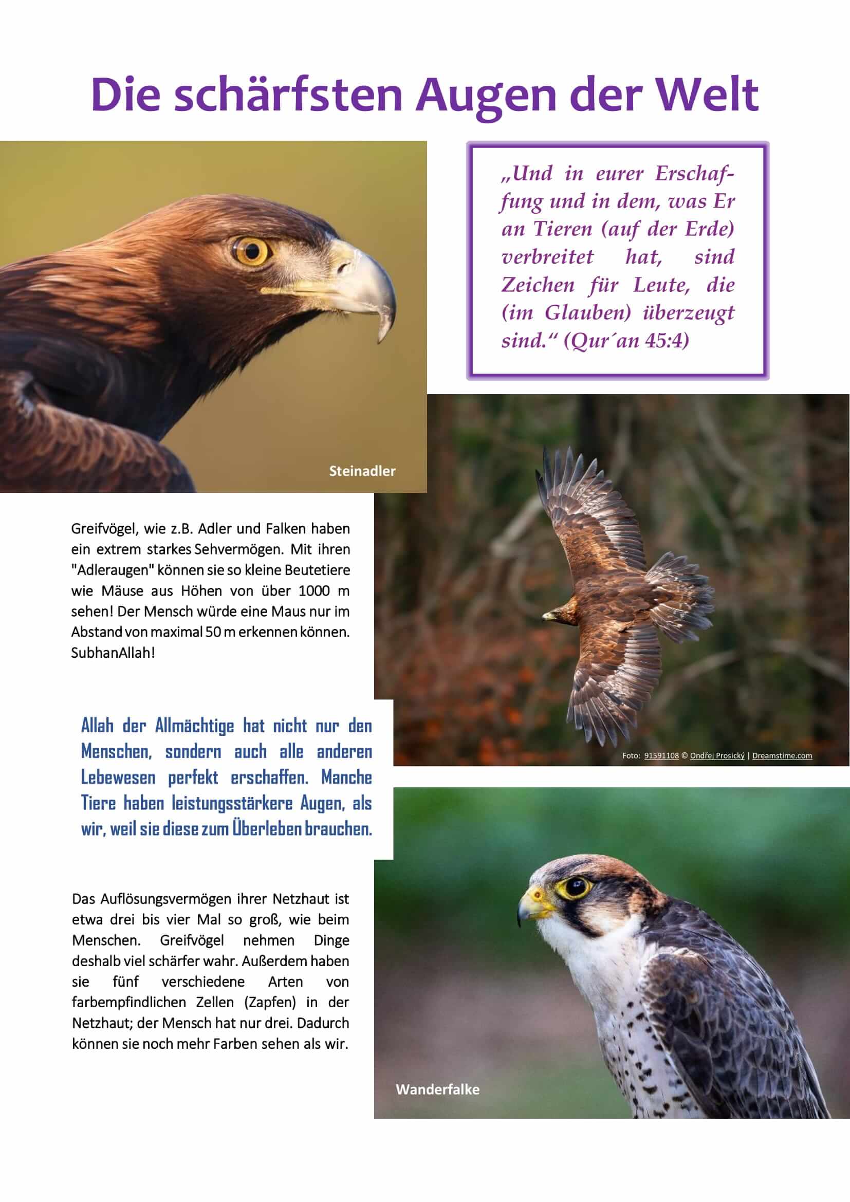 „Allah ist unser Schöpfer – Teil 1“, islamisches Kinderbuch über die Schöpfung, geeignet ab 3 Jahren, erschienen im Al-Rayan Verlag